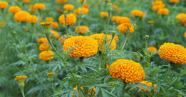 Hoa cúc vạn thọ