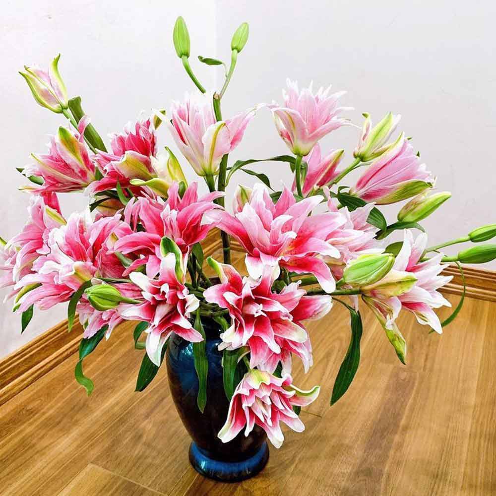 Hình ảnh hoa ly kép đẹp