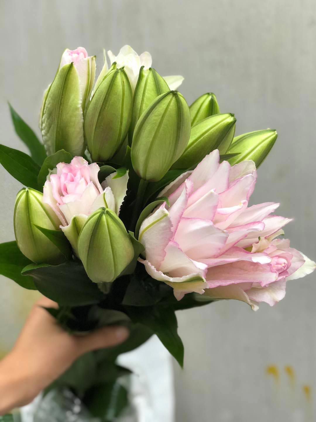 Ảnh hoa ly kép trắng hồng