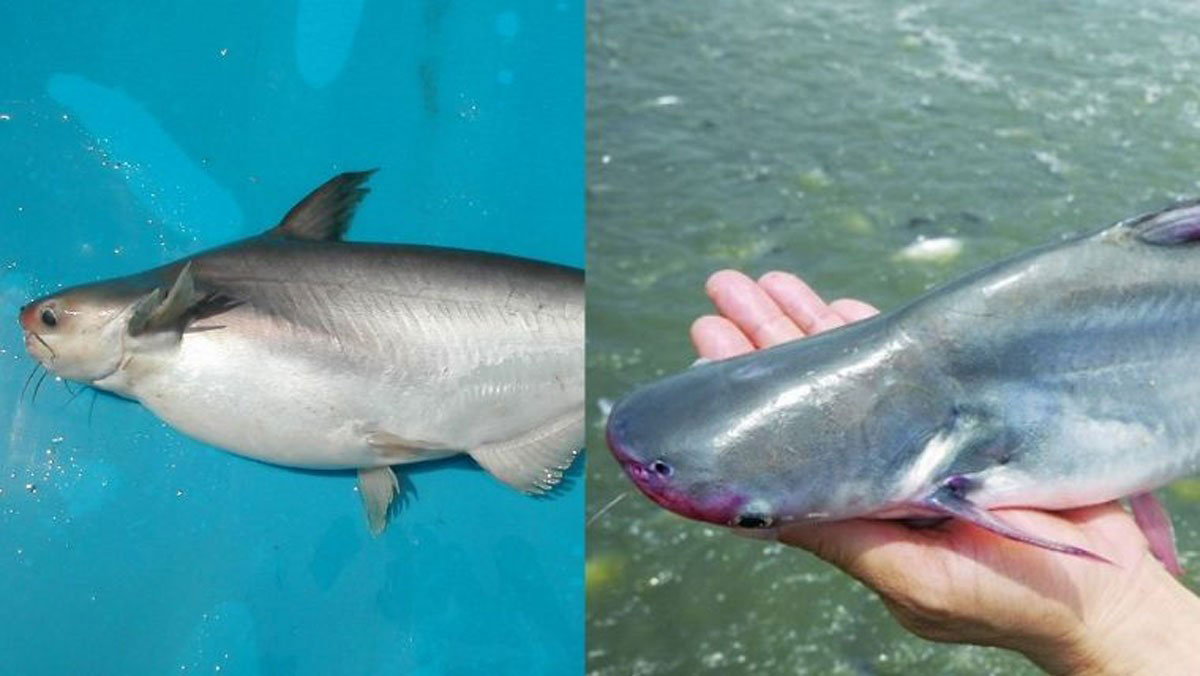 Phân biệt cá tra và cá basa