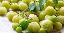 Quả chùm ruột miền Bắc gọi là gì? Chùm ruột có tác dụng gì?