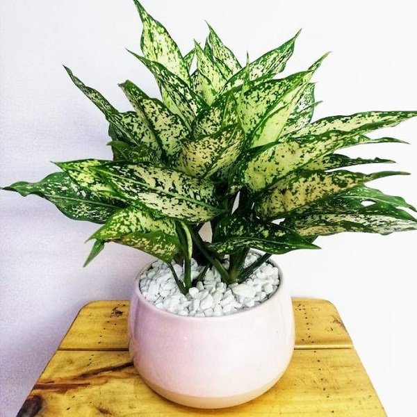 Cây ngọc ngân Cây ngọc ngân