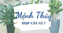 Mệnh Thủy hợp cây gì? Cây hợp mệnh Thủy để bàn, trồng trước nhà