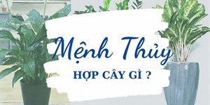 Mệnh Thủy hợp cây gì? Cây hợp mệnh Thủy để bàn, trồng trước nhà