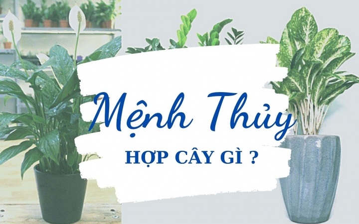 Mệnh Thủy hợp cây gì? Mệnh Thủy hợp cây gì?