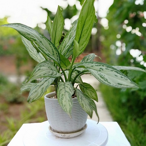 Cây ngân hậu Cây ngân hậu