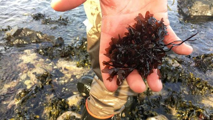 Rong biển dulse đỏ