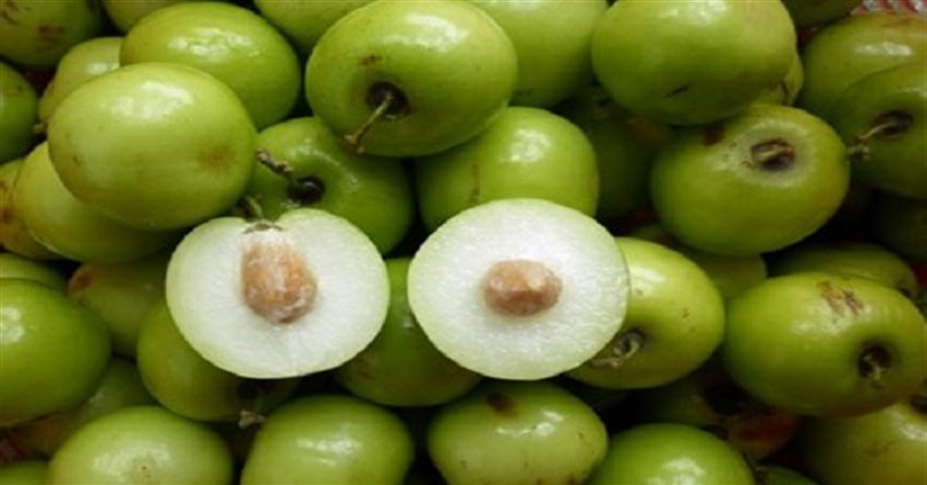 Ăn táo ta (táo xanh nhỏ) có tác dụng gì? Hình ảnh cây táo ta