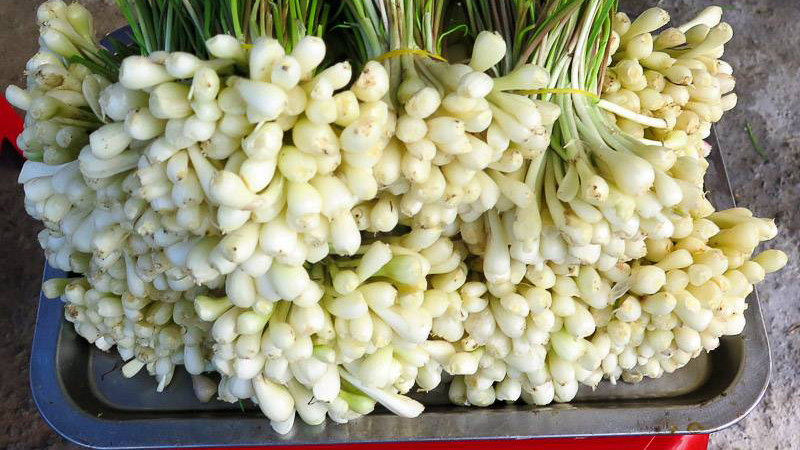 Cách lựa chọn củ kiệu ngon để muối dưa Cách lựa chọn củ kiệu ngon để muối dưa