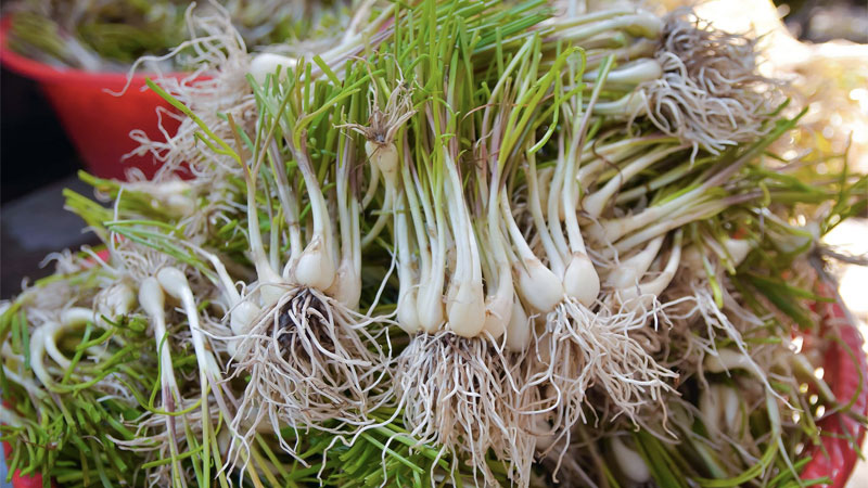 Củ kiệu là gì?