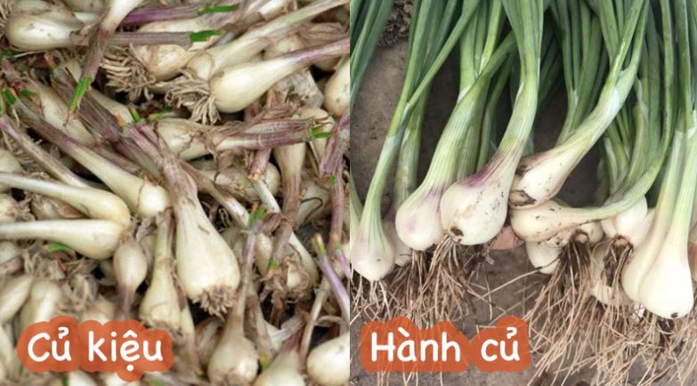 Củ kiệu có phải là củ hành?