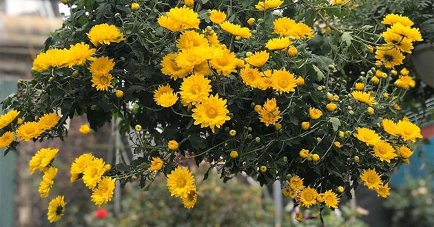 Hoa cúc vàng