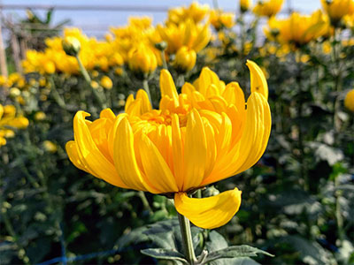 Hoa cúc vàng có ý nghĩa gì? Thơ và hình ảnh hoa cúc vàng đẹp