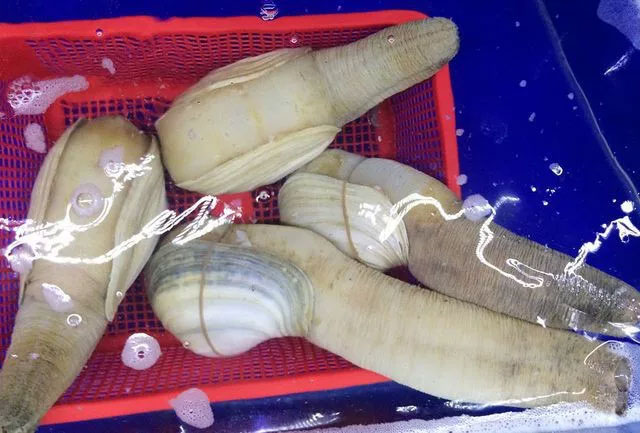 Ốc vòi voi Ốc vòi voi