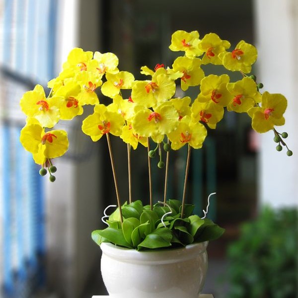 Cây lan hồ điệp hoa vàng Cây lan hồ điệp hoa vàng