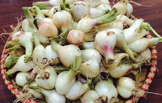 Cách muối dưa hành ngon kiểu truyền thống Cách muối dưa hành ngon kiểu truyền thống