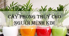 Mệnh Kim hợp cây gì? 10 cây hợp mệnh Kim để bàn làm việc, trồng trong nhà