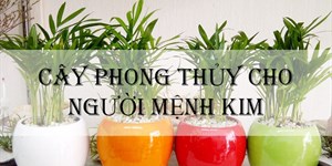 Mệnh Kim hợp cây gì? 10 cây hợp mệnh Kim để bàn làm việc, trồng trong nhà