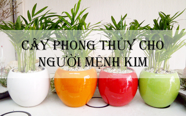 10 cây hợp mệnh Kim để bàn làm việc, trồng trong nhà