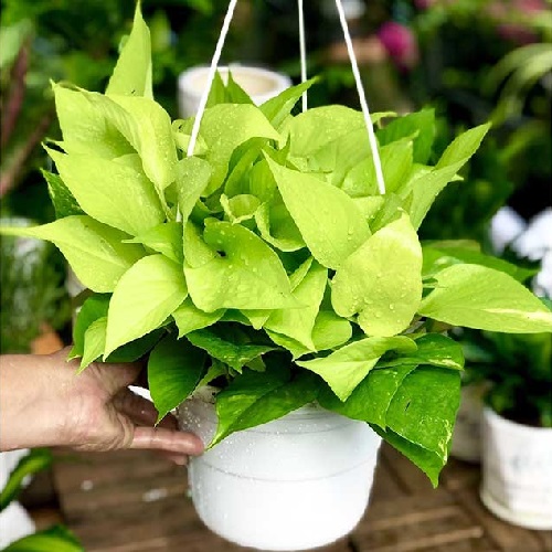 Cây trầu bà vàng