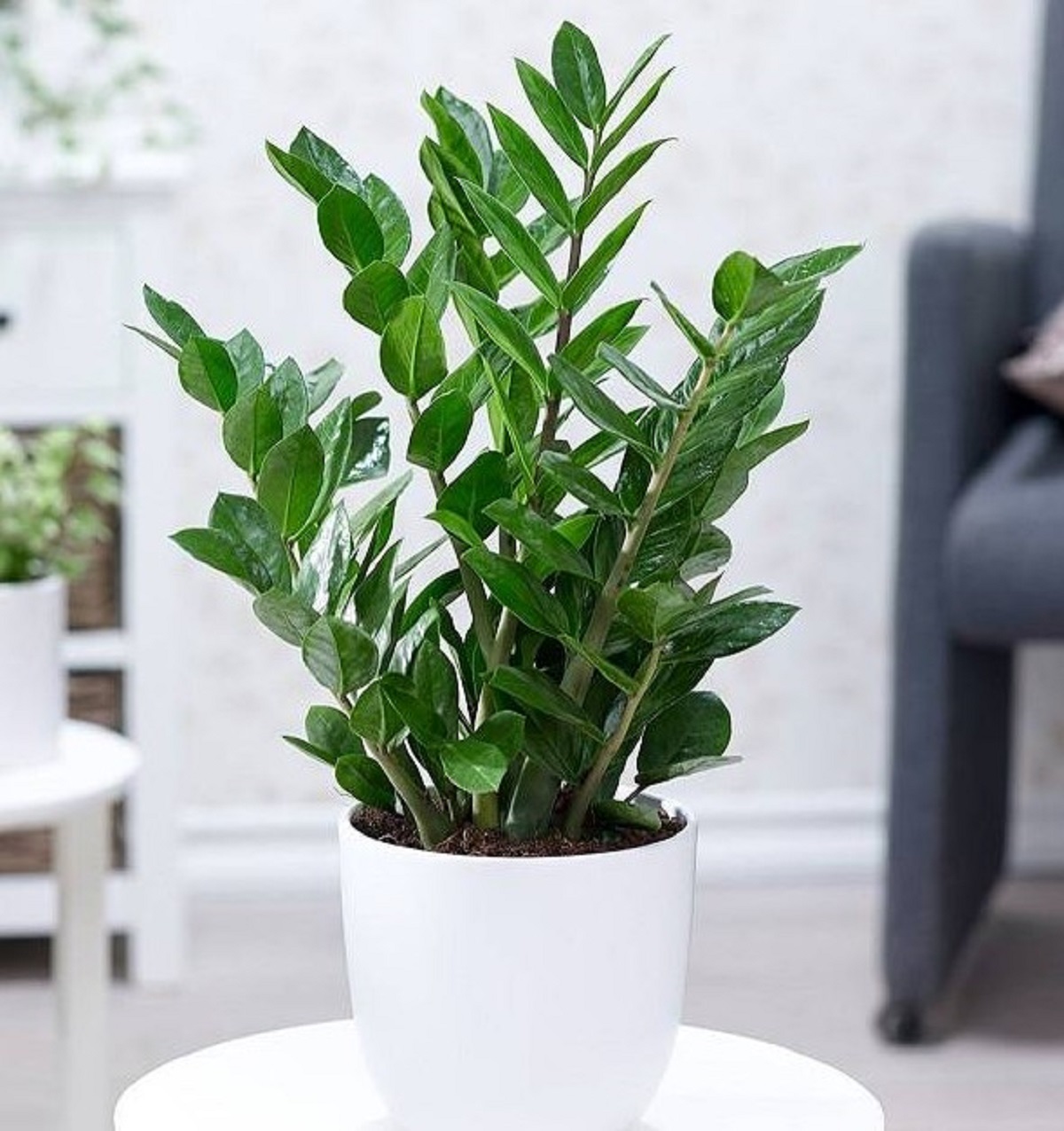 Cây kim tiền Cây kim tiền