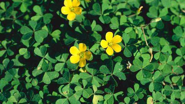 Cỏ 3 lá Cỏ 3 lá