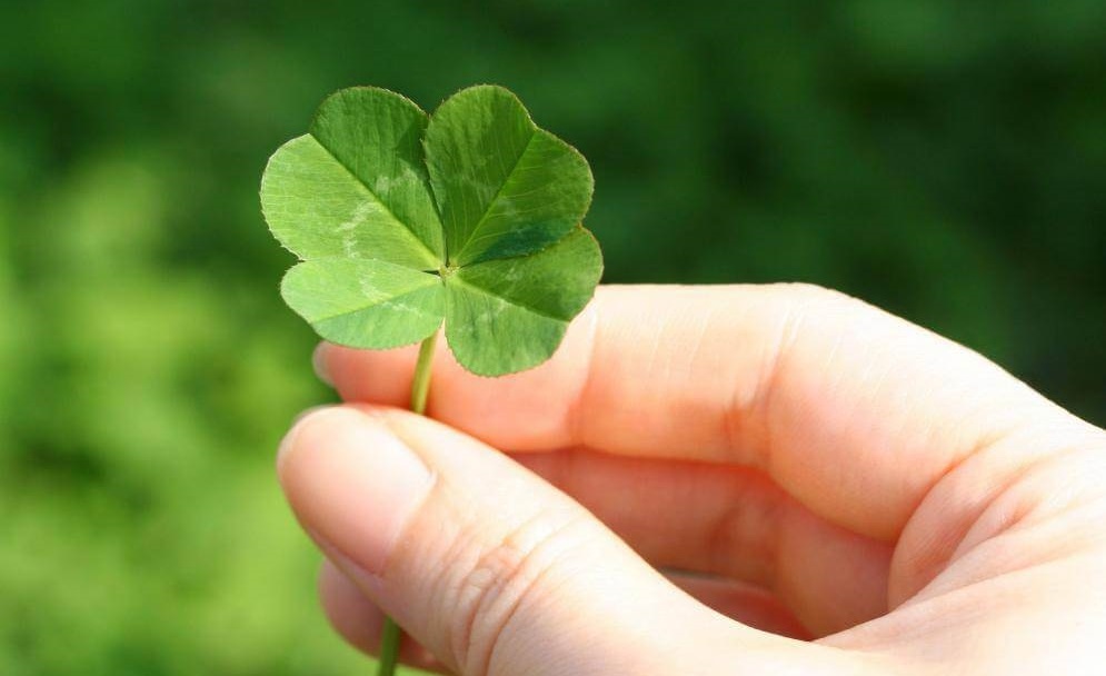 Ý nghĩa của cỏ bốn lá trong phong thủy Ý nghĩa của cỏ bốn lá trong phong thủy