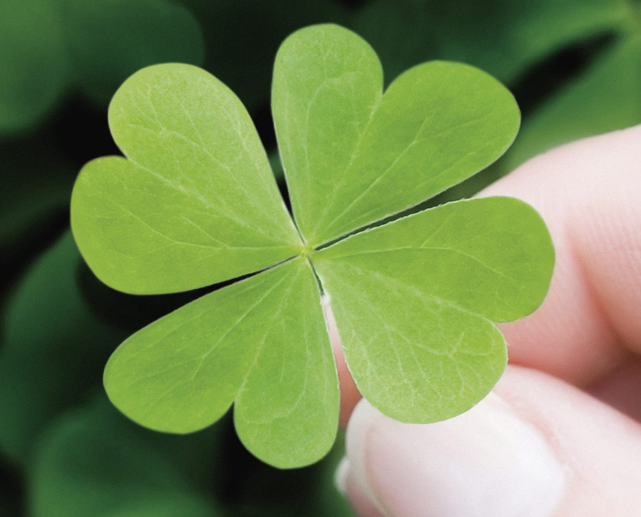 Avatar cỏ 4 lá đẹp 3 Avatar cỏ 4 lá đẹp 3