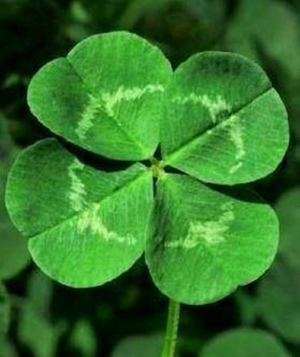 Avatar cỏ 4 lá đẹp 4 Avatar cỏ 4 lá đẹp 4