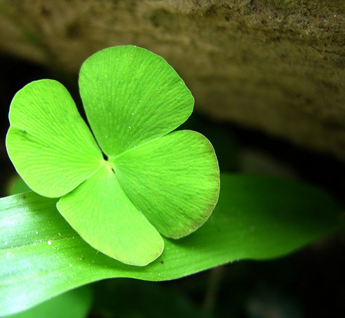 Avatar cỏ 4 lá đẹp 5 Avatar cỏ 4 lá đẹp 5