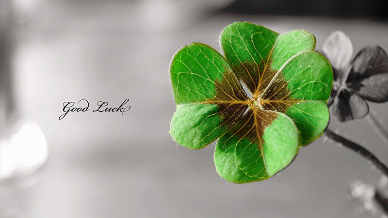 Hình ảnh cỏ bốn lá may mắn 4 Hình ảnh cỏ bốn lá may mắn 4