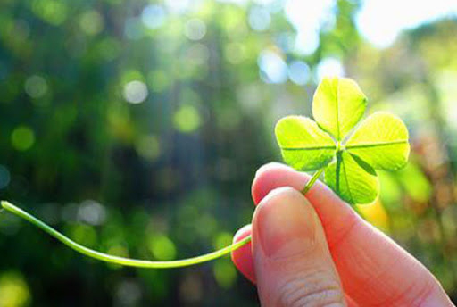 Hình ảnh cỏ bốn lá may mắn 5 Hình ảnh cỏ bốn lá may mắn 5