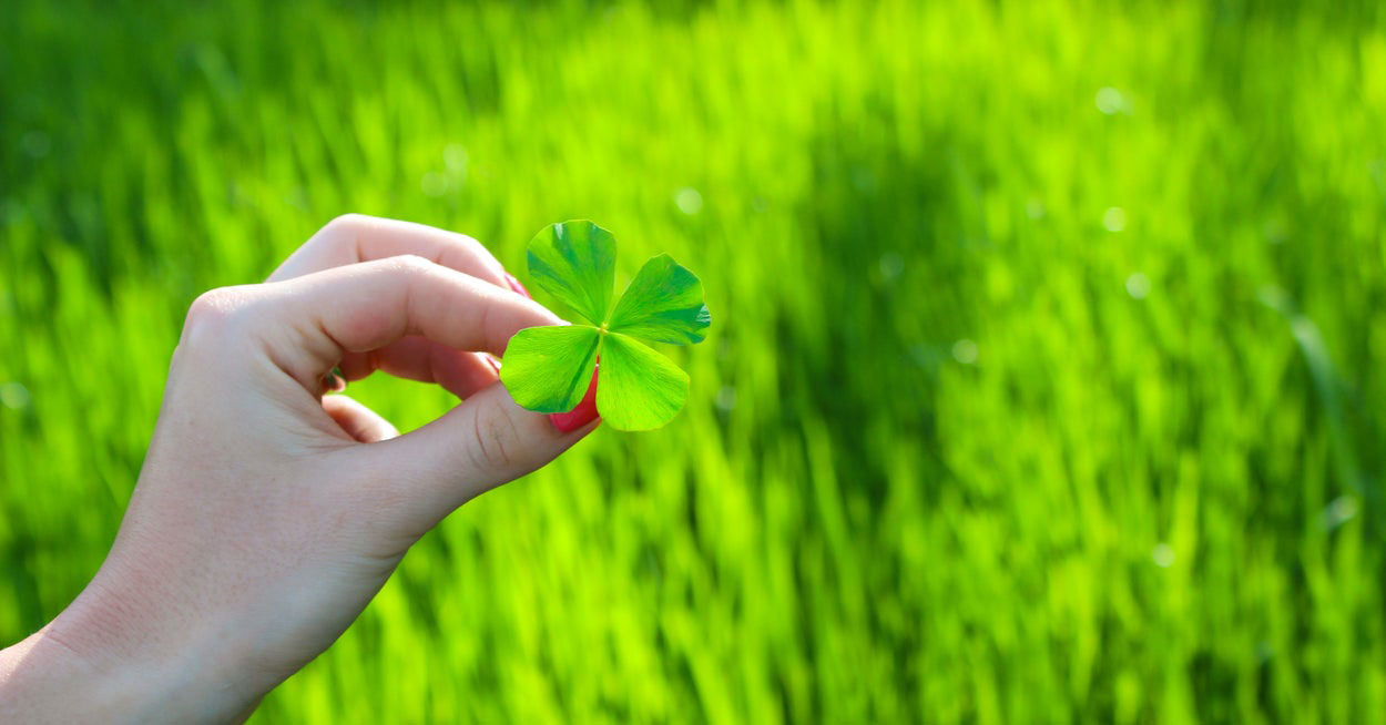 Hình ảnh cỏ bốn lá may mắn 9 Hình ảnh cỏ bốn lá may mắn 9