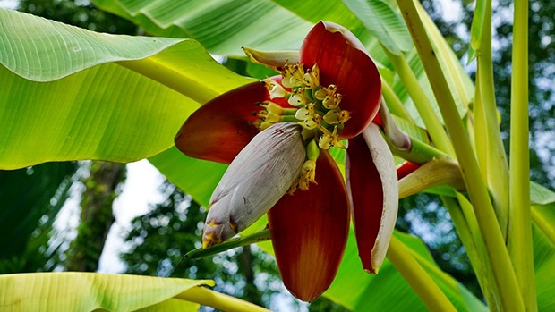 Hoa chuối là gì?