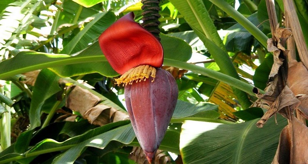 Ăn hoa chuối có tác dụng gì?