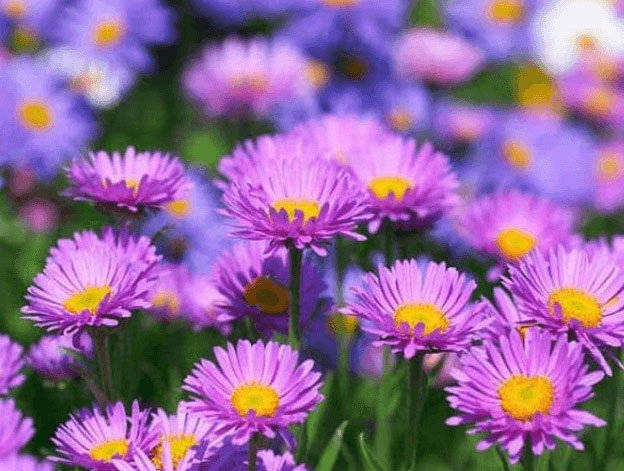 Hoa thạch thảo Hoa thạch thảo