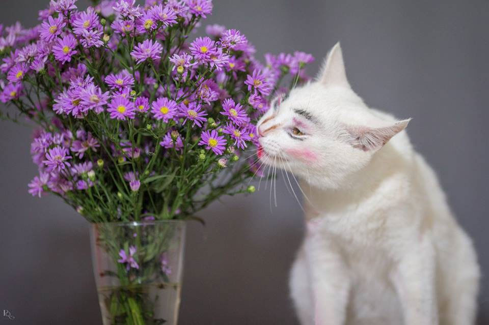 Hoa thạch thảo Hoa thạch thảo