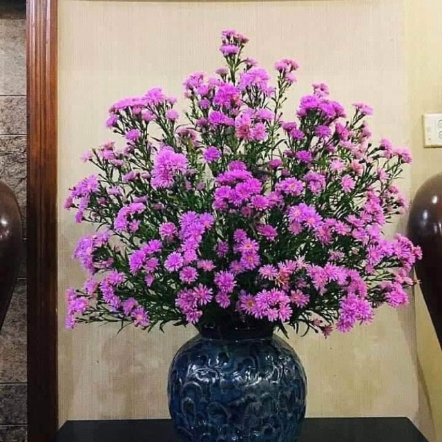 Hoa thạch thảo Hoa thạch thảo