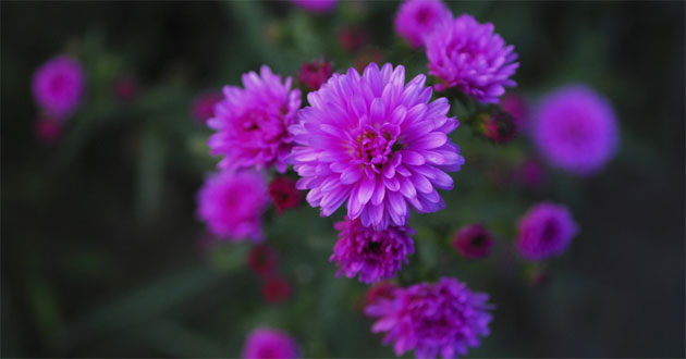 Hoa thạch thảo Hoa thạch thảo