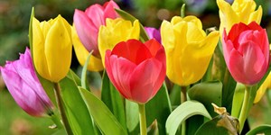 Ý nghĩa của hoa tulip là gì? Cách trồng, chăm sóc và cắm hoa tulip đẹp