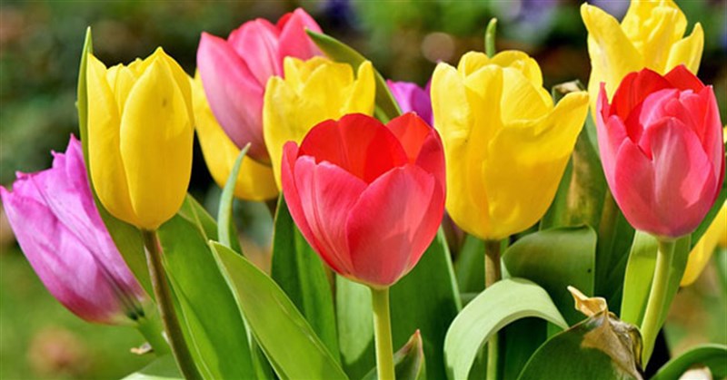 Ý nghĩa của hoa tulip là gì? Cách trồng, chăm sóc và cắm hoa tulip đẹp