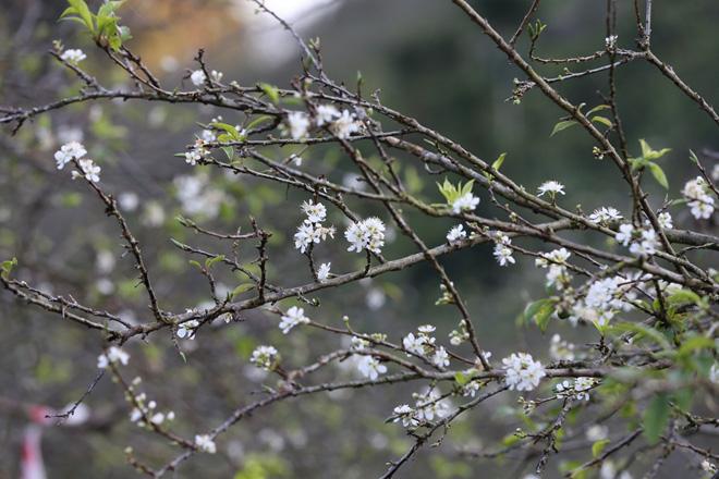 Hình ảnh hoa mận Mộc Châu đẹp nhất Hình ảnh hoa mận Mộc Châu đẹp nhất