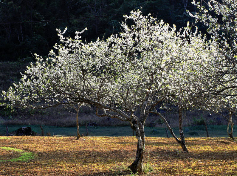 Hình ảnh hoa mận Mộc Châu đẹp nhất Hình ảnh hoa mận Mộc Châu đẹp nhất