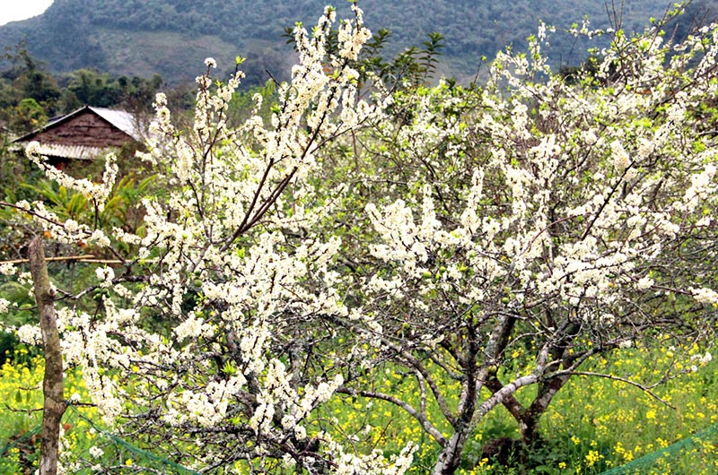 Hình ảnh hoa mận Mộc Châu đẹp nhất Hình ảnh hoa mận Mộc Châu đẹp nhất