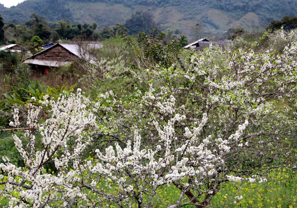 Hình ảnh hoa mận Mộc Châu đẹp nhất Hình ảnh hoa mận Mộc Châu đẹp nhất