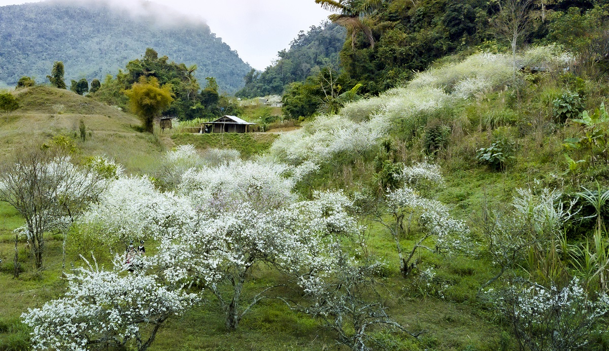 Hình ảnh hoa mận Mộc Châu đẹp nhất Hình ảnh hoa mận Mộc Châu đẹp nhất