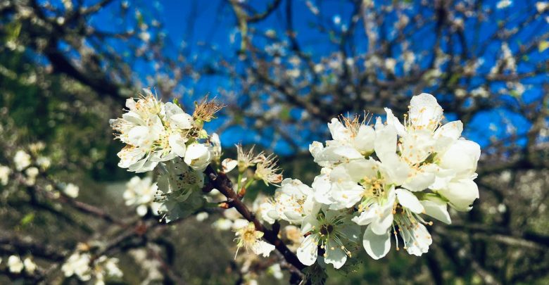 Hình ảnh hoa mận Mộc Châu đẹp nhất Hình ảnh hoa mận Mộc Châu đẹp nhất