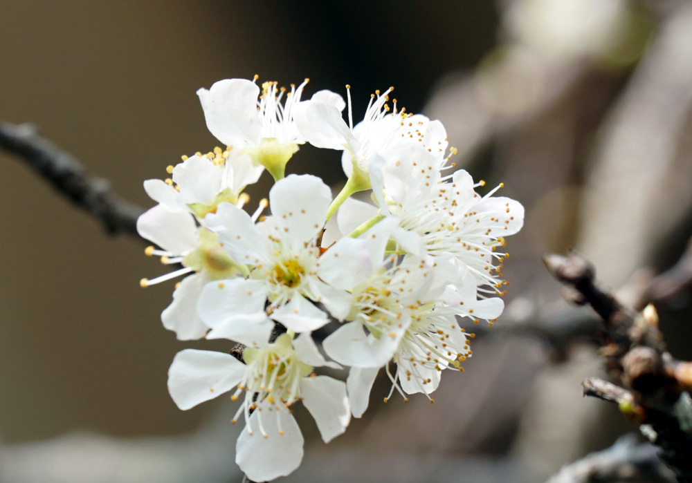 Hình ảnh hoa mận Mộc Châu đẹp nhất Hình ảnh hoa mận Mộc Châu đẹp nhất