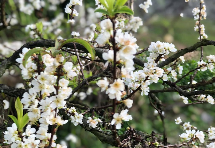 Ý nghĩa hoa mận Ý nghĩa hoa mận