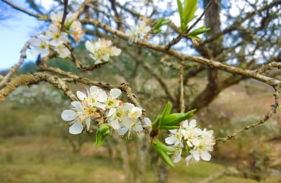 Ảnh hoa mận Mộc Châu Ảnh hoa mận Mộc Châu